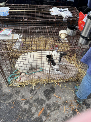 Illustration de l'article : La belle initiative de 5 femmes qui occupent leur temps libre en aidant les propriétaires d’animaux disparus