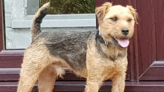 Illustration de l'article : Un chien s’enfonce dans un trou de renard et ne parvient plus à sortir. Plusieurs experts mobilisés