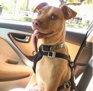 Illustration de l'article : Un couple doit s’adapter au quotidien pour prendre soin de son chien à la langue d’une étonnante longueur