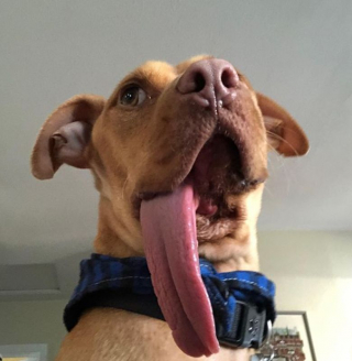 Illustration de l'article : Un couple doit s’adapter au quotidien pour prendre soin de son chien à la langue d’une étonnante longueur