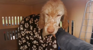 Illustration de l'article : Une chienne découverte dans un état catastrophique et livrée à elle-même au milieu d’un champ