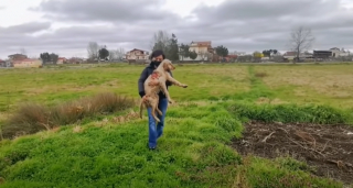 Illustration de l'article : Une chienne découverte dans un état catastrophique et livrée à elle-même au milieu d’un champ