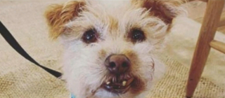 Illustration de l'article : Une femme se fait voler son chien pendant qu’il est baladé par un promeneur canin