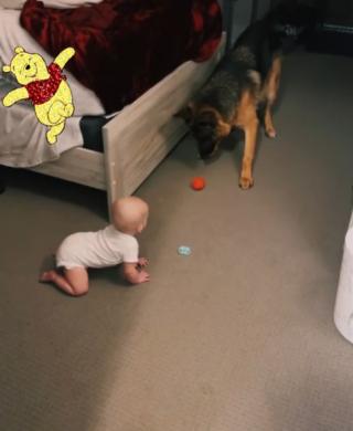 Illustration de l'article : Un Berger Allemand prend plaisir &agrave; jouer avec le b&eacute;b&eacute; de la maison (vid&eacute;o)