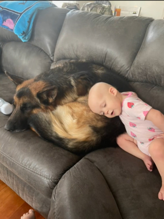 Illustration de l'article : Un Berger Allemand prend plaisir &agrave; jouer avec le b&eacute;b&eacute; de la maison (vid&eacute;o)