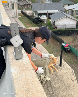 Illustration de l'article : Un chat s'égare de son domicile et est aperçu coincé sur un pont au-dessus d’une autoroute