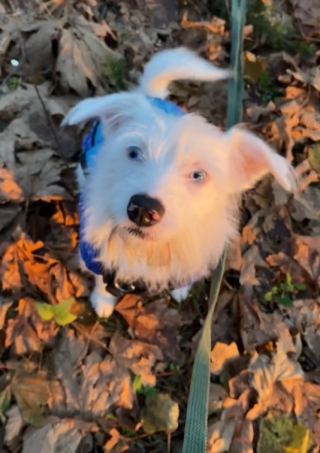 Illustration de l'article : Un chien au passé difficile doit être rassuré par sa maîtresse avant chaque repas (vidéo)