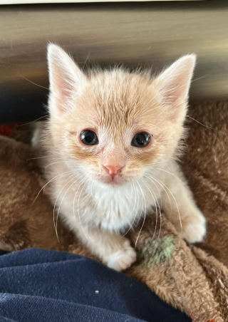 Illustration de l'article : Ce chaton rescap&eacute; a compris qu&rsquo;il pouvait d&eacute;sormais manger &agrave; sa faim, et bien plus encore ! 