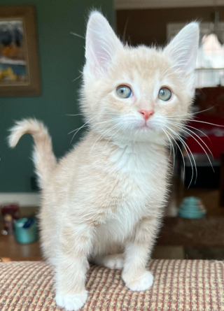 Illustration de l'article : Ce chaton rescap&eacute; a compris qu&rsquo;il pouvait d&eacute;sormais manger &agrave; sa faim, et bien plus encore ! 