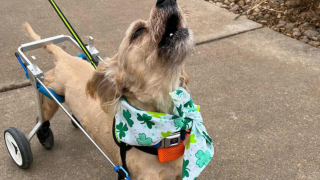 Illustration de l'article : Joey Turbo, un ancien chien errant, a pris une belle revanche sur la vie malgré son handicap