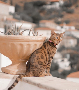 Ce Bengal voyage à travers le monde entier depuis que son maître lui a ...