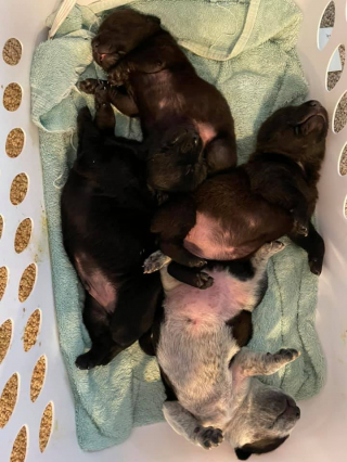 Illustration de l'article : Une chienne qui a perdu sa portée et des chiots orphelins trouvent du réconfort ensemble
