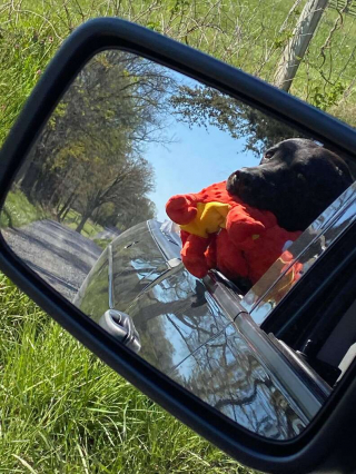 Illustration de l'article : Un chien se fait emporter par un tourbillon de vent, sous les yeux impuissants de sa famille (vidéo)