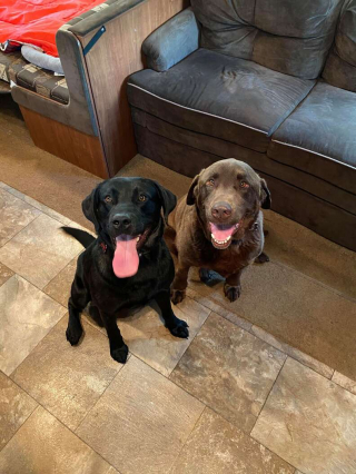 Illustration de l'article : Un chien se fait emporter par un tourbillon de vent, sous les yeux impuissants de sa famille (vidéo)