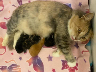 Illustration de l'article : Une chatte est sauvée juste à temps de la rue pour élever sa progéniture dans les meilleures conditions (vidéo)