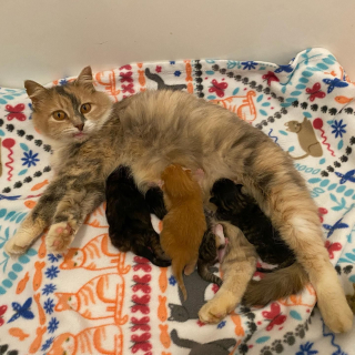 Illustration de l'article : Une chatte est sauvée juste à temps de la rue pour élever sa progéniture dans les meilleures conditions (vidéo)