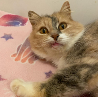 Illustration de l'article : Une chatte est sauvée juste à temps de la rue pour élever sa progéniture dans les meilleures conditions (vidéo)