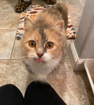 Illustration de l'article : Une chatte est sauvée juste à temps de la rue pour élever sa progéniture dans les meilleures conditions (vidéo)