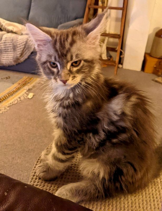 Illustration de l'article : Ce chat est plus grand que la moitié des chiens et n’a même pas terminé sa croissance