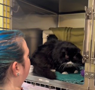 Illustration de l'article : Lorsqu&rsquo;on lui rend visite, ce chat ne peut s&rsquo;emp&ecirc;cher de faire des c&acirc;lins (vid&eacute;o)