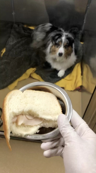 Illustration de l'article : Ce chien hospitalisé refuse de manger les sandwichs qui contiennent son médicament et préfère poser sa tête dessus (vidéo)