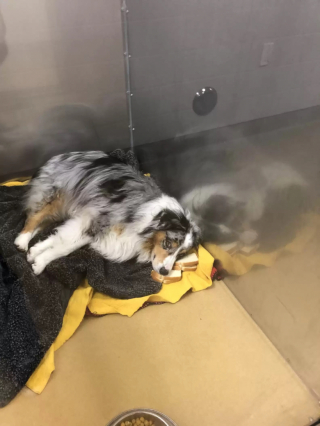 Illustration de l'article : Ce chien hospitalisé refuse de manger les sandwichs qui contiennent son médicament et préfère poser sa tête dessus (vidéo)