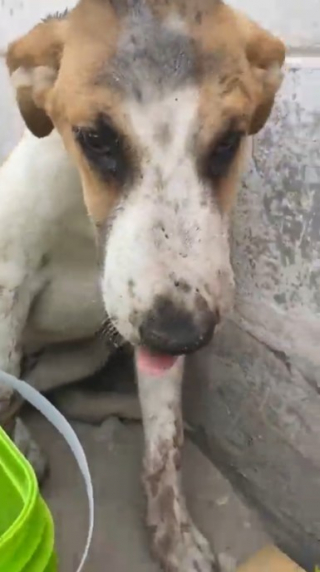 Illustration de l'article : Un couple de militaires tente par tous les moyens de rapatrier 2 chiens maltrait&eacute;s dans leur pays d&rsquo;origine