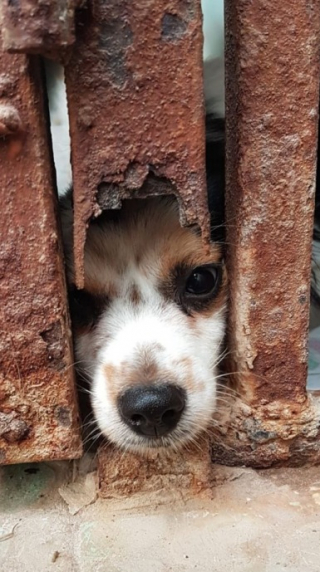 Illustration de l'article : Un couple de militaires tente par tous les moyens de rapatrier 2 chiens maltrait&eacute;s dans leur pays d&rsquo;origine