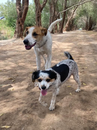 Illustration de l'article : Un couple de militaires tente par tous les moyens de rapatrier 2 chiens maltrait&eacute;s dans leur pays d&rsquo;origine