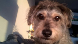 Illustration de l'article : Une chienne de soutien se perd dans les tunnels du m&eacute;tro et donne du fil &agrave; retordre &agrave; ses sauveteurs