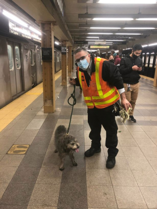 Illustration de l'article : Une chienne de soutien se perd dans les tunnels du m&eacute;tro et donne du fil &agrave; retordre &agrave; ses sauveteurs