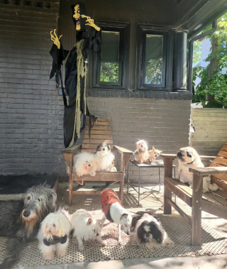 Illustration de l'article : Terrassé par le décès de son chien, cet homme consacre sa vie à aider les animaux les plus délaissés