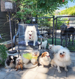 Illustration de l'article : Terrassé par le décès de son chien, cet homme consacre sa vie à aider les animaux les plus délaissés