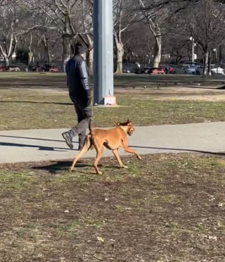 Illustration de l'article : Le plaisir de ce chien est de demander à des inconnus de lui lancer sa balle dans le parc (vidéo)