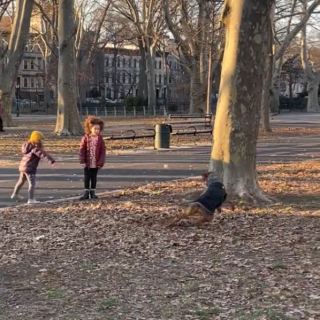 Illustration de l'article : Le plaisir de ce chien est de demander à des inconnus de lui lancer sa balle dans le parc (vidéo)