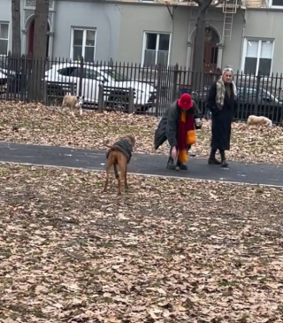 Illustration de l'article : Le plaisir de ce chien est de demander à des inconnus de lui lancer sa balle dans le parc (vidéo)