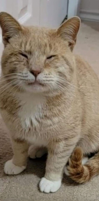 Illustration de l'article : Une course contre-la-montre est lancée pour sauver un chat destiné à l’euthanasie 