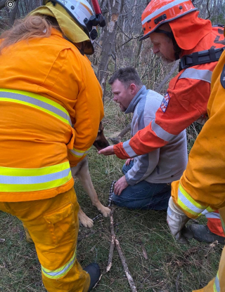 Illustration de l'article : Le courage d'une femme amputée pour sauver Bear, son Berger Allemand tombé dans un trou