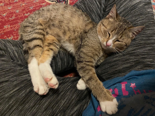 Illustration de l'article : Une étudiante tente de gagner la confiance d’un chat errant à l’approche des températures froides (vidéo)