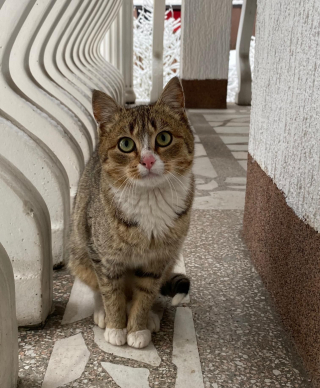 Illustration de l'article : Une étudiante tente de gagner la confiance d’un chat errant à l’approche des températures froides (vidéo)