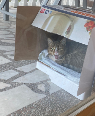 Illustration de l'article : Une étudiante tente de gagner la confiance d’un chat errant à l’approche des températures froides (vidéo)