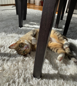 Illustration de l'article : Une étudiante tente de gagner la confiance d’un chat errant à l’approche des températures froides (vidéo)