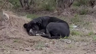 Illustration de l'article : Elle croit voir un sac-poubelle au bord de la route, puis découvre un animal errant en s’approchant
