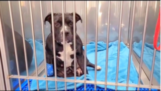 Illustration de l'article : Elle croit voir un sac-poubelle au bord de la route, puis découvre un animal errant en s’approchant