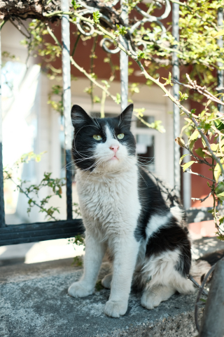 Illustration de l'article : Leur chat qu’ils croyaient décédé et enterré refait surface comme par miracle
