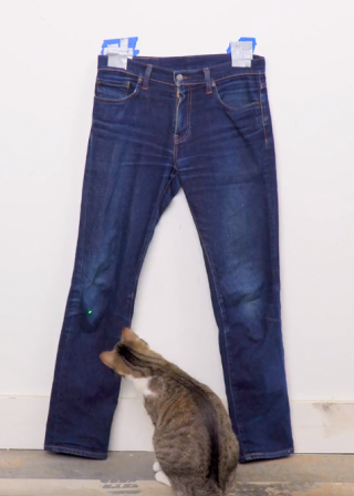 Illustration de l'article : Ce chat peut transformer le plus banal des jeans en une véritable pièce tendance ! (vidéo)