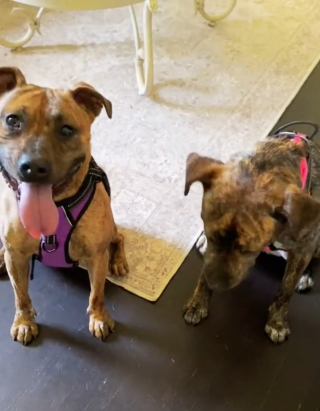 Illustration de l'article : Un chien errant repère des canidés heureux et tente de se faire adopter par la même famille (vidéo)