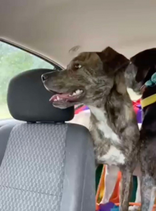 Illustration de l'article : Un chien errant repère des canidés heureux et tente de se faire adopter par la même famille (vidéo)