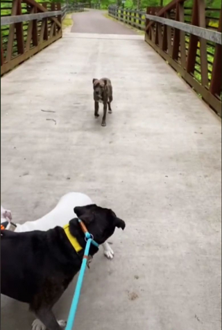 Illustration de l'article : Un chien errant repère des canidés heureux et tente de se faire adopter par la même famille (vidéo)