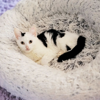 Illustration de l'article : Une chatonne à la tête penchée fait fondre le cœur de ses sauveteurs